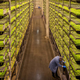 Harvest time at AeroFarms.